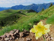 Laghi di Ponteranica dai Piani dell’Avaro con splendide fioriture – 1giu26  - FOTOGALLERY